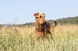 AIREDALE TERRIER 023
